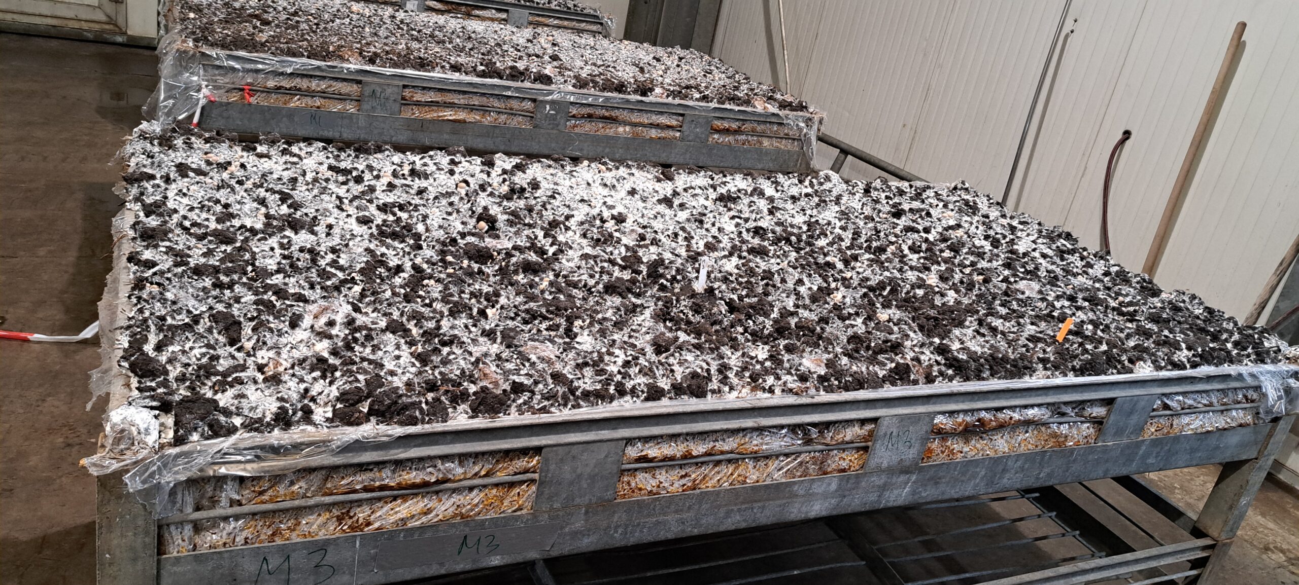 Keimende Champignons auf torffreier Abdeckerde