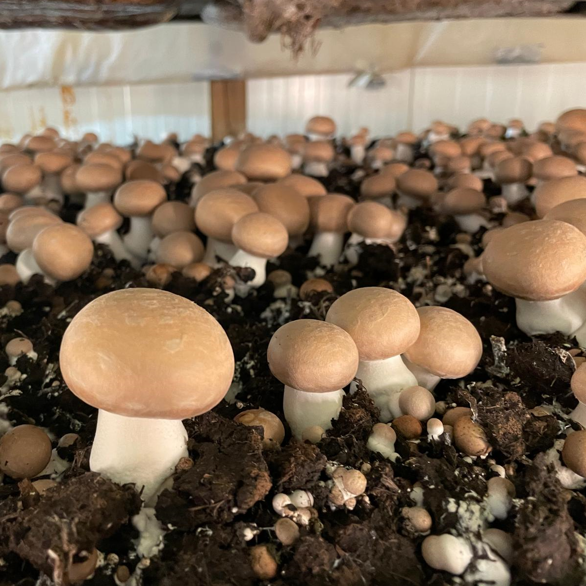 Torffreie Pilzzucht dank MykoDeck