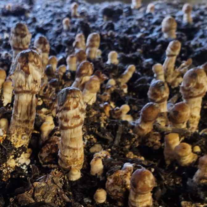 Coprinus Edelpilz