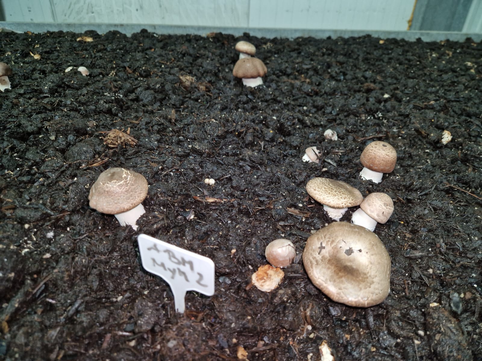 Erste Testpilze auf torffreier Abdeckerde