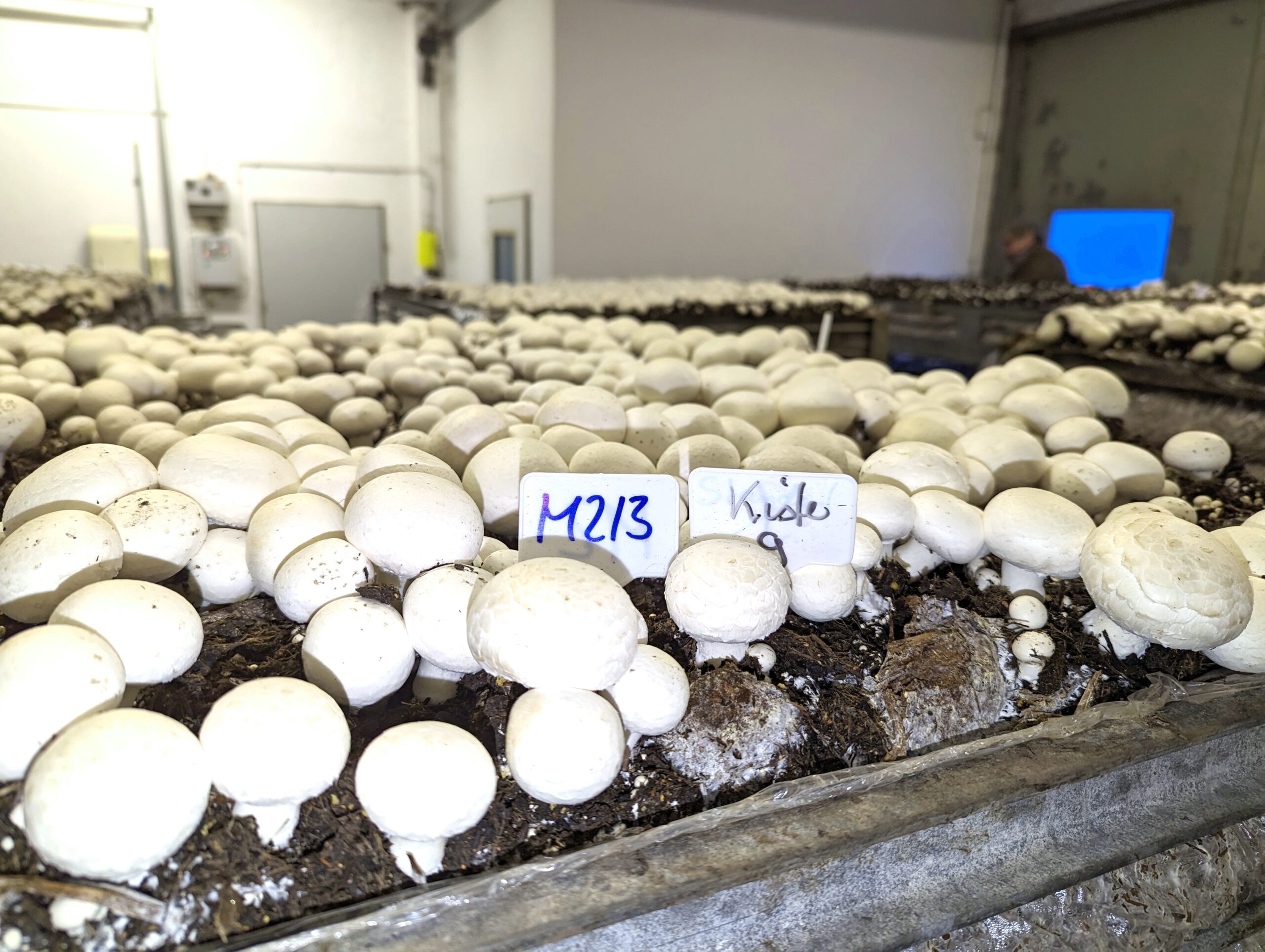 MykoDeck Pilzzucht, torffreie Abdeckerde M2