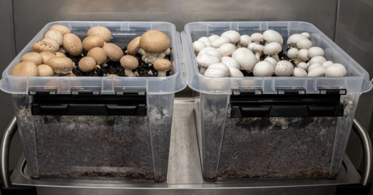 Entwicklung torffreier Abdeckerden für Champignon und andere Kulturpilze (MykoDeck)