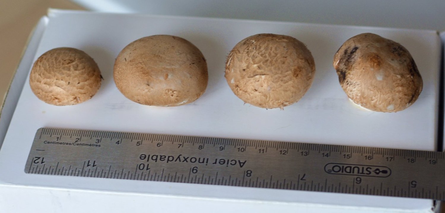 Erst lange nach Ernteschluss (5. Welle, rechts) zeigen sich die Champignon-typischen Krankheitsbilder.