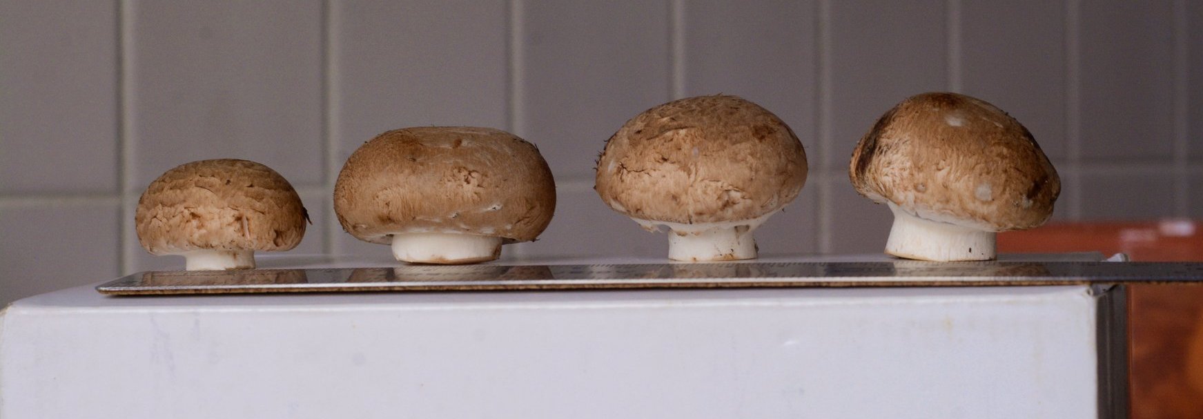 MykoDeck-Pilze repräsentativ für Erntewelle 2 bis 5 (links nach rechts).