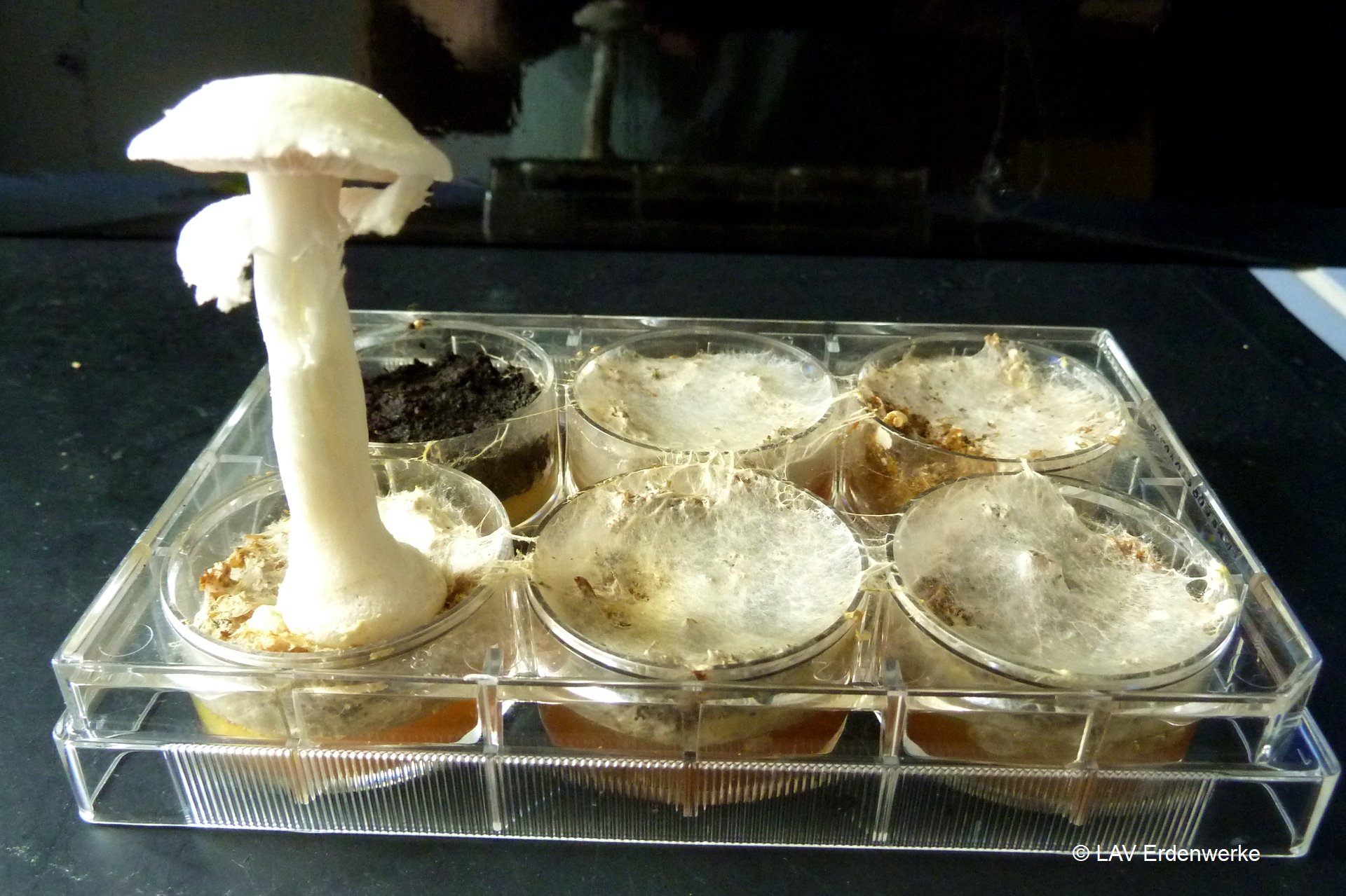 LAV MykoDeck - erste Pilze im Labor