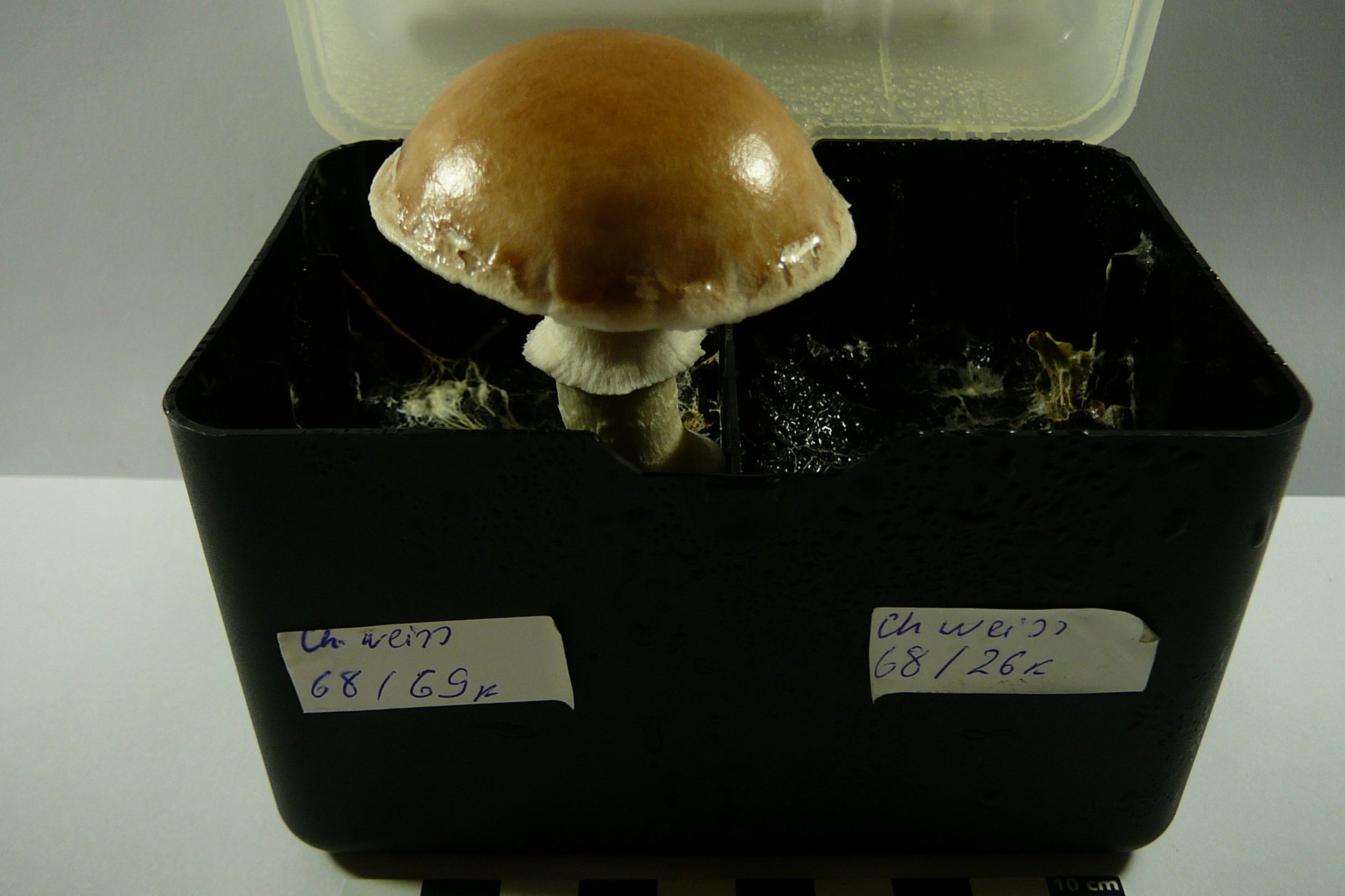 Entwicklung torffreier Abdeckerden für<br />
Champignon und andere Kulturpilze<br />
(MykoDeck)