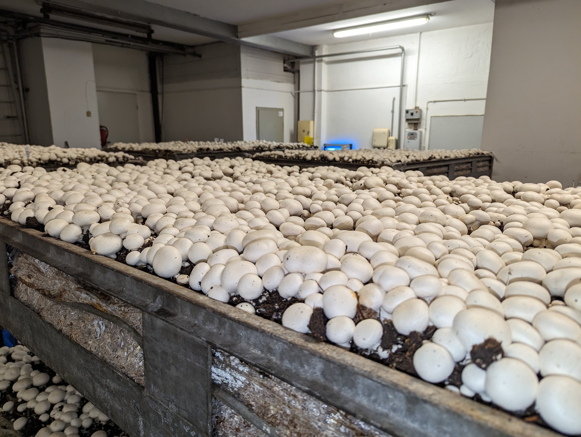 MykoDeck weißer Champignon