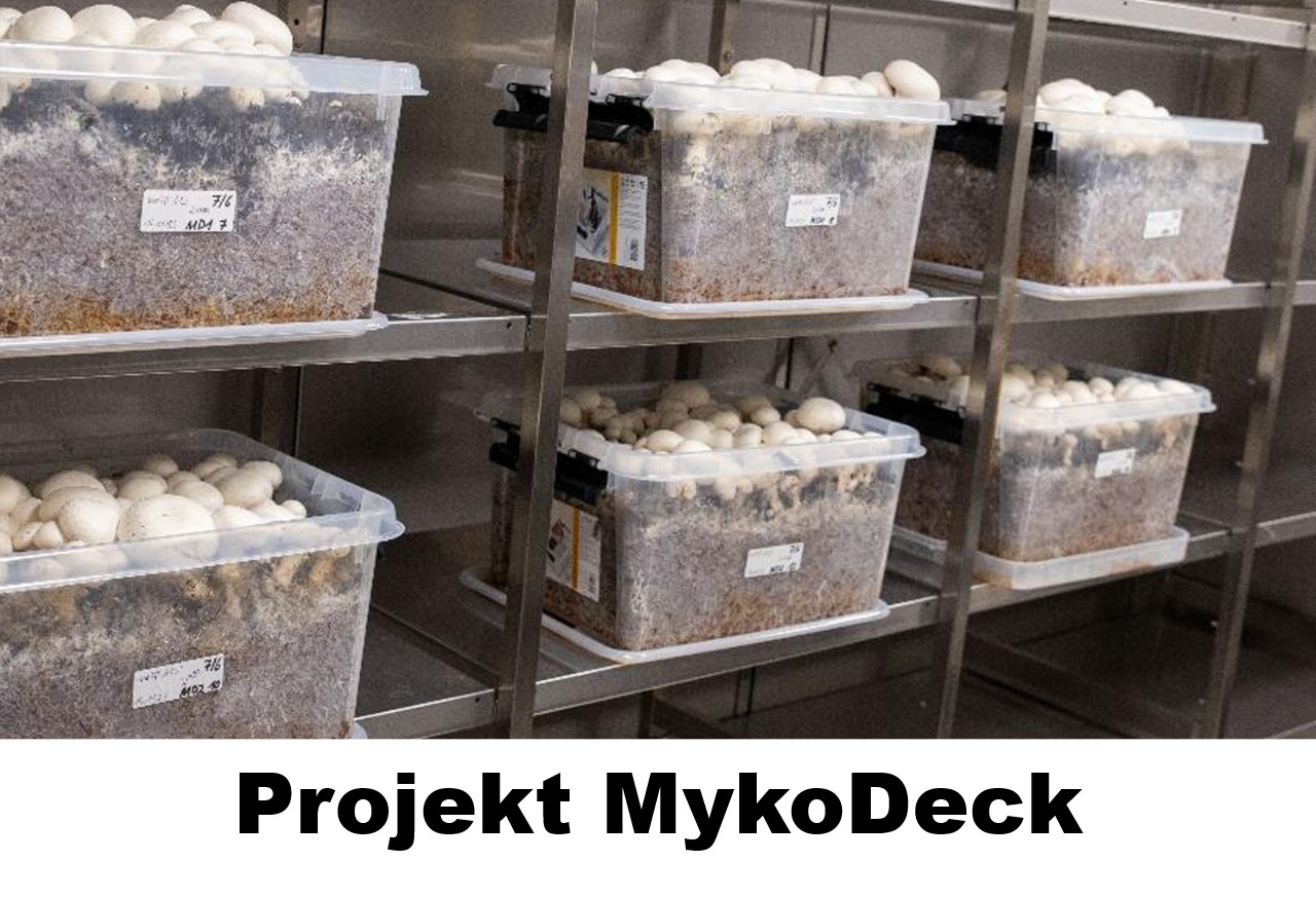Forschungsprojekt MykoDeck