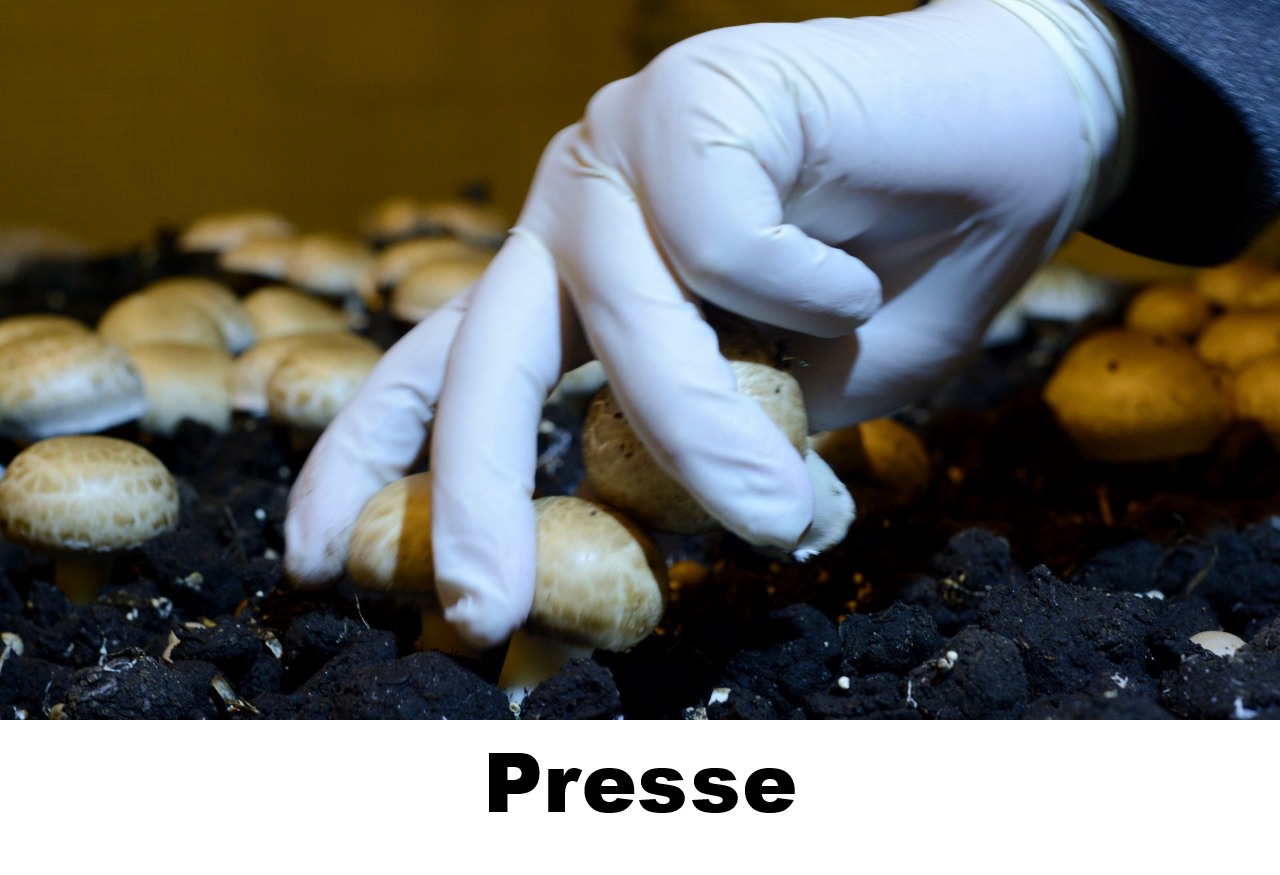 Presseberichte zur torffreien Pilzproduktion