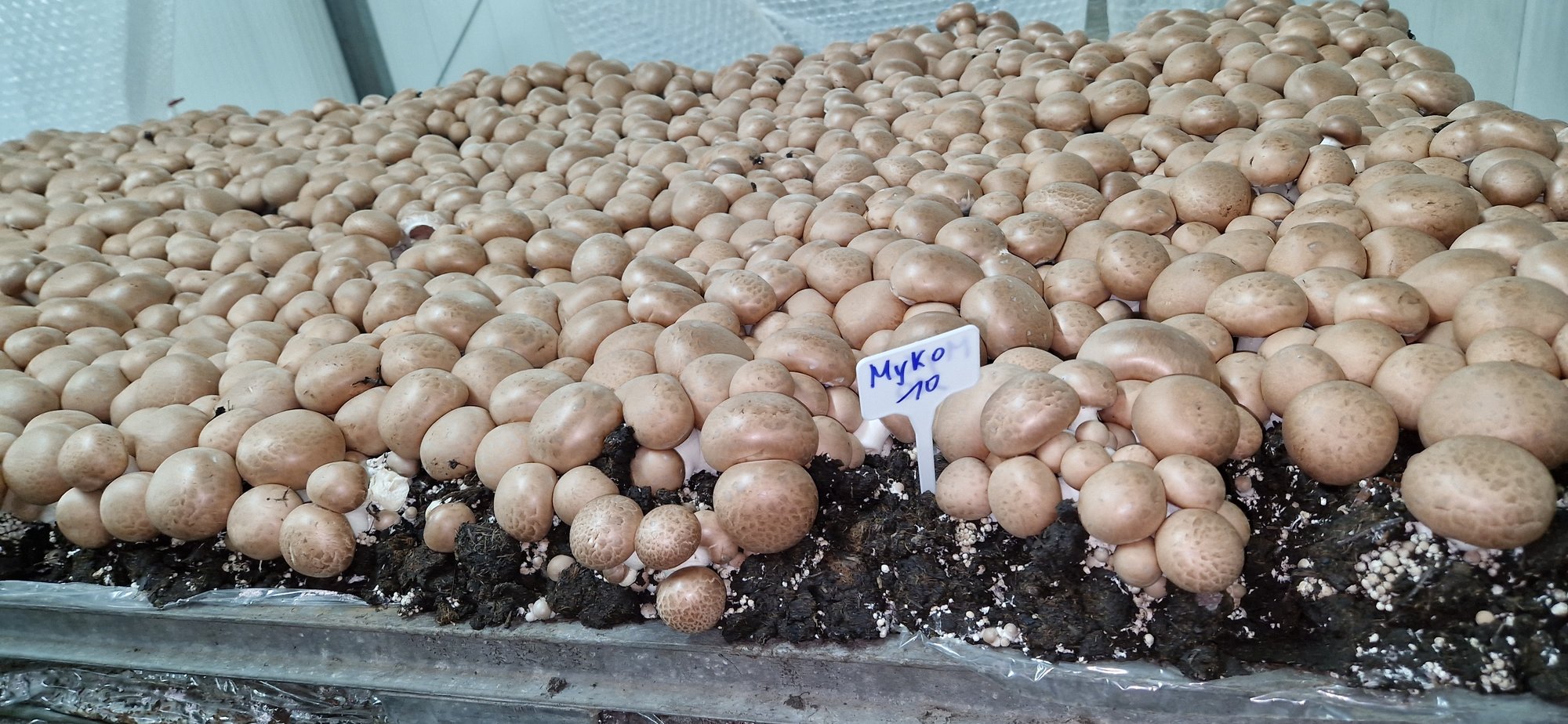 Champignons auf MykoDeck Champignons auf MykoDeck